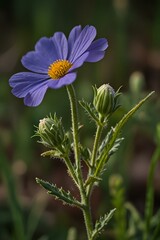 Obraz premium flower of a flower