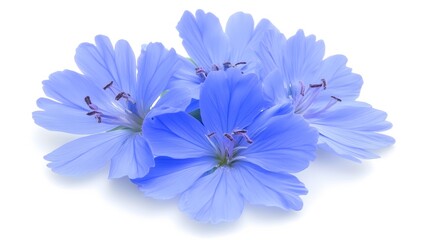 Fototapeta premium Stunning Blue Chicory Flowers Isolated on White Background