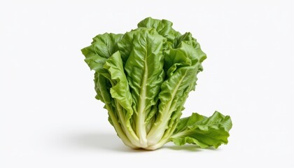 Lettuce, realistic style, isolated on a pure white background, minimal composition, soft natural shadows, high resolution, studio lighting, photorealistic