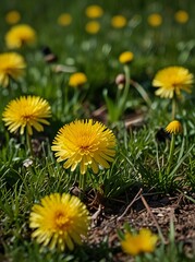 yellow dandelions on green grass