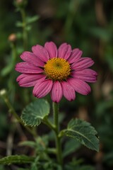 close up of a pink flower
