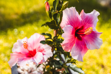 Obraz premium pink hibiscus flower in black pot on green lawn outdoor in sunny backyard, shallow dof