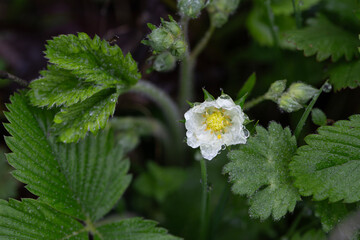 Dew-covered white wildflower blooming among lush green leaves in early morning light