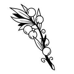 elegant branch with berries and leaves vector
