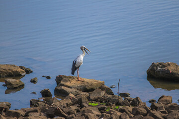 great blue heron on a rock