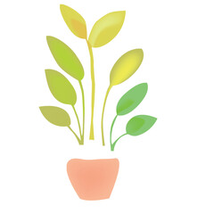 plant in pot