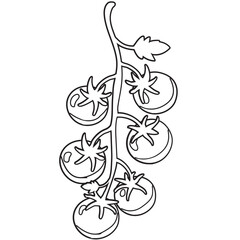 vector illustration of tomatoes and leaves  outline