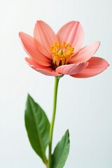 Fototapeta premium Isolated flower against a clean and minimalist white background, white, bloom