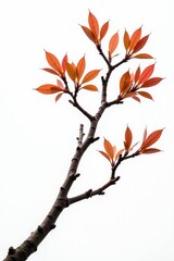 Fototapeta premium Thick branch isolated against a bright white background, minimalist, branches
