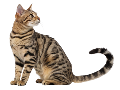 1 brown tabby cat isolated on a white background.