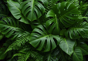 Lush Green Monstera Deliciosa Leaves and Ferns Tropical Plant Life and Botanical Background.