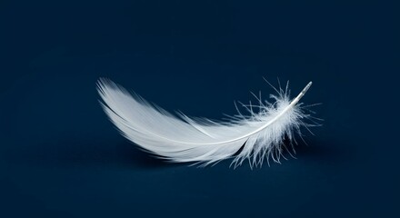 Obraz premium Single White Feather on Dark Blue Background A Minimalist Photography
