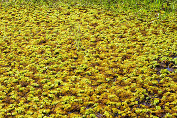 Square peat moss, Sphagnum squarrosum, Sunapee, New Hampshire.