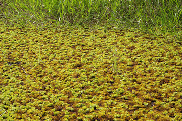 Square peat moss, Sphagnum squarrosum, Sunapee, New Hampshire.