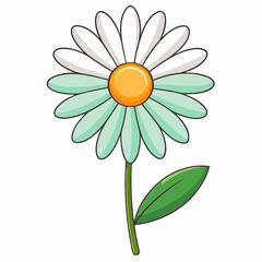 camomile on white background