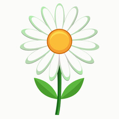 camomile on white background