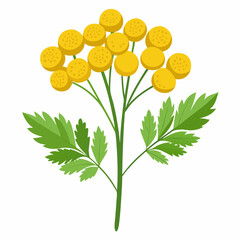 calendula flowers isolated on white background