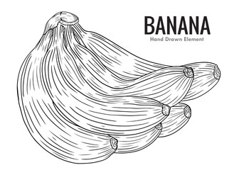 vector sketch of banana