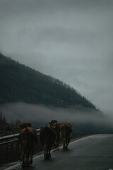 cattle walking along the edge of a paved road