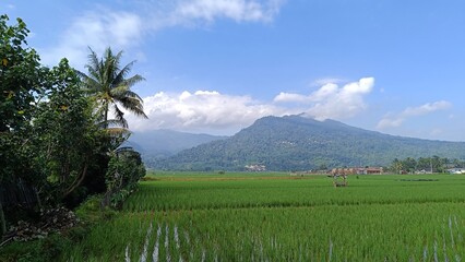 Verdant rice fields meet mountain majesty