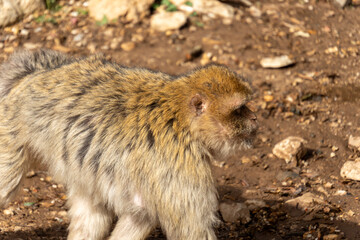 Fototapeta premium wild monkeys in the forest of Morocco
