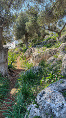 Olive Trees On Rocky Hill, Spring Morning In Mediterranean Region, Nature And Ecology Concept, Perfect For Eco Tourism Promotion, Organic Farming Ads, Sustainability Campaigns