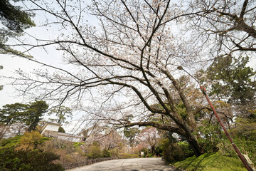 Fototapeta premium 満開の桜や杉、楠など、大きな木がたくさん植わっている。 日本の関東地方最大級の城、小田原城。 戦国時代（15〜16世紀）に関東一円を支配した北条氏の居城。 現代では公営の城址公園として整備されている。 本丸内資料館等、一部の有料施設以外のすべての公園部分は２４時間無料で市民に公開されている。 小田原城址公園、小田原市、神奈川県-2025年3月30日 