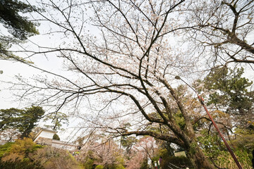 Obraz premium 満開の桜や杉、楠など、大きな木がたくさん植わっている。 日本の関東地方最大級の城、小田原城。 戦国時代（15〜16世紀）に関東一円を支配した北条氏の居城。 現代では公営の城址公園として整備されている。 本丸内資料館等、一部の有料施設以外のすべての公園部分は２４時間無料で市民に公開されている。 小田原城址公園、小田原市、神奈川県-2025年3月30日 