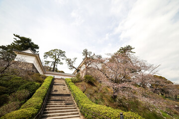 立派な城門。桜が満開だった。
石垣や銅板で補強されていて非常に堅固。
屋根には鯱等も載っている。
日本の関東地方最大級の城、小田原城。
戦国時代（15〜16世紀）に関東一円を支配した北条氏の居城。
現代では公営の城址公園として整備されている。
本丸内資料館等、一部の有料施設以外のすべての公園部分は２４時間無料で市民に公開されている。
小田原城址公園、小田原市、神奈川県-2025年3月30日
