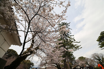 満開の桜や杉、楠など、大きな木がたくさん植わっている。
日本の関東地方最大級の城、小田原城。
戦国時代（15〜16世紀）に関東一円を支配した北条氏の居城。
現代では公営の城址公園として整備されている。
本丸内資料館等、一部の有料施設以外のすべての公園部分は２４時間無料で市民に公開されている。
小田原城址公園、小田原市、神奈川県-2025年3月30日
