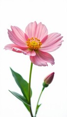 Obraz premium Delicate flower with intricate petals on white background, blooms, nature, isolated