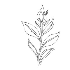 Elegant botanical illustration featuring a delicate flower bud and stylized leaves