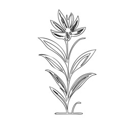 Elegant floral line drawing showcasing simplicity and botanical aesthetics art