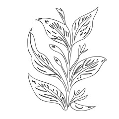 Elegant botanical outline of foliage in a simple black and white drawing