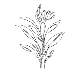 Delicate botanical illustration showcasing a single line drawing of a flower
