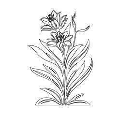 Elegant lily illustration, minimalist botanical design with monochrome line art