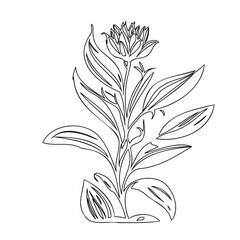 Elegant botanical illustration of an abstract flower with graceful leaves outlined in black