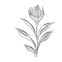 Elegant floral contour drawing against blank background showcasing artistic simplicity