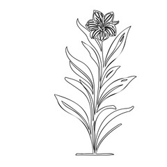 Elegant botanical illustration of a flower with slender leaves and intricate petals