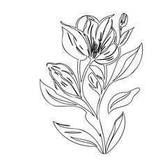 Elegant minimalist botanical illustration of floral design with budding details