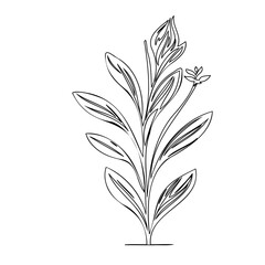 Elegant botanical illustration: a graceful plant with delicate leaves and budding blossom