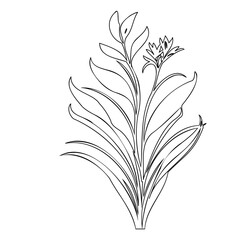 Botanical outline illustration of wildflower and slender leaves in monochrome