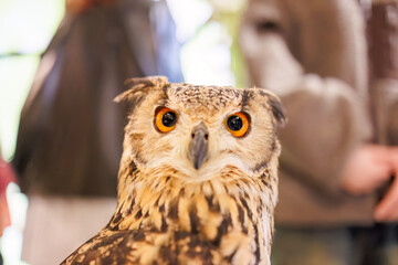 アメリカワシミミズク,
英名学名：Great Horned Owl, Bubo virginianus,（フクロウ科）
三島市、静岡県-2025年3月30日
