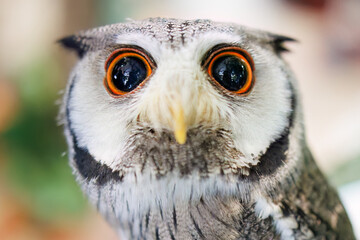 アフリカオオコノハズク,
英名学名：Northern white-faced owl, Ptilopsis leucotis,（フクロウ科）
三島市、静岡県-2025年3月30日
