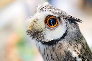 アフリカオオコノハズク,
英名学名：Northern white-faced owl, Ptilopsis leucotis,（フクロウ科）
三島市、静岡県-2025年3月30日
