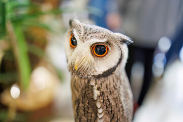 アフリカオオコノハズク,
英名学名：Northern white-faced owl, Ptilopsis...