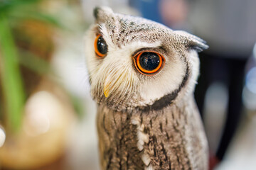 アフリカオオコノハズク,
英名学名：Northern white-faced owl, Ptilopsis...