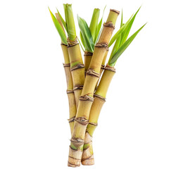 Fototapeta premium sugar cane isolated [Transparent Background PNG] 
