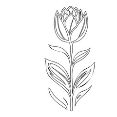 Stylized botanical drawing of a blossoming flower on a slender stem line art