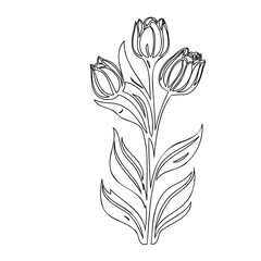 Elegant tulip flower illustration in linear style for creative designs and coloring books